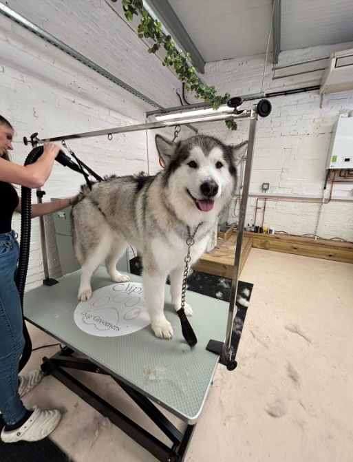 Two white fluffy puppies on a grooming table at Clip Pet