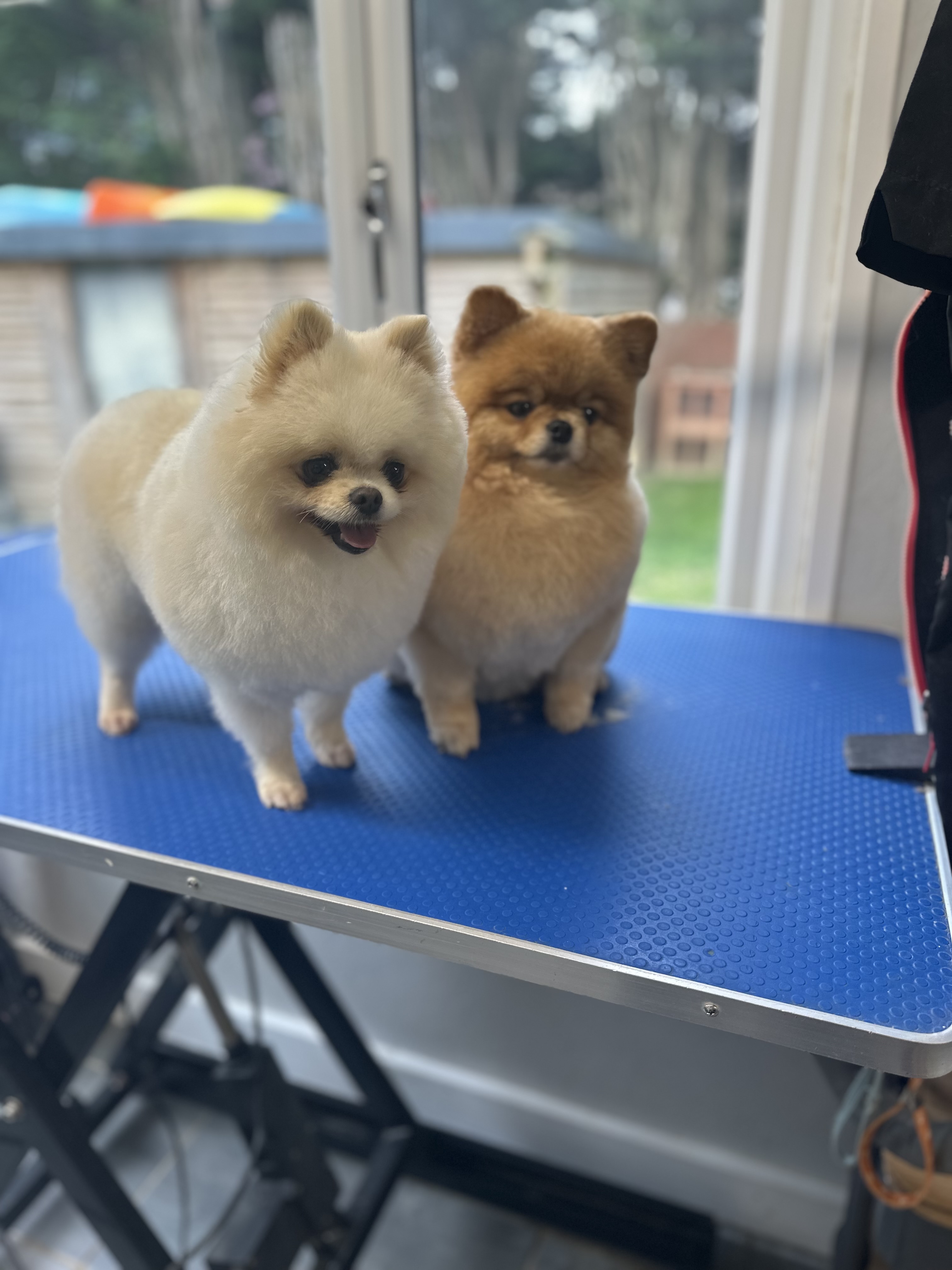 A happy, freshly groomed fluffy dog smiling at Clip Pet dog grooming salon in Smallfield/Godstone